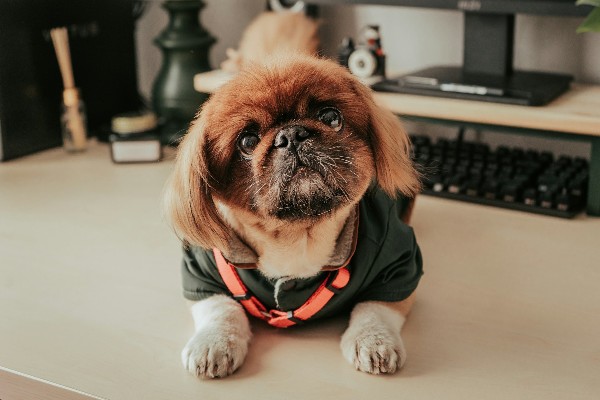 אונקולוגיה וטרינרית: מגילוי ועד טיפול בגידולים בחיות המחמד שלכם